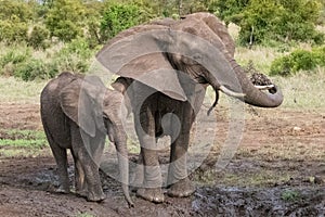 Family of African elephants in the mud