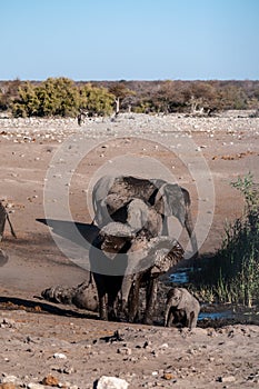 A Family of African Elephants near a waterhole in Etosha