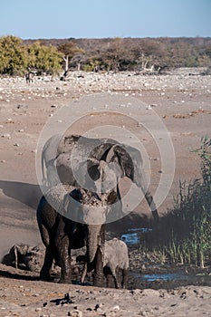 A Family of African Elephants near a waterhole in Etosha