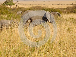 Family of African elephants together in a sun-drenched grassy meadow