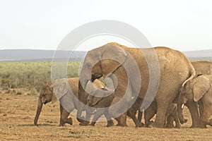 Family of African elephants walking quickly towards a water hole