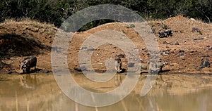 Family of African pig Warthog in South Africa safari wildlife