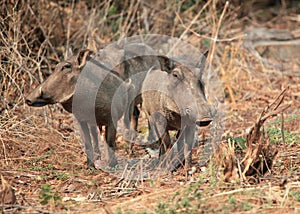 Family of African warthogs standing in the grass, guarding your group, Botswana
