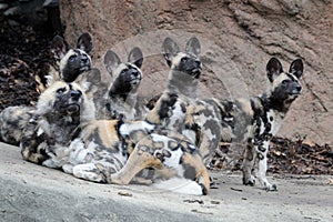 Family of African wild dogs