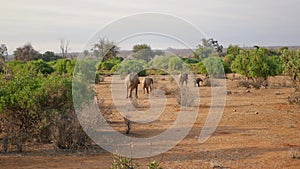 Family Of African Wild Elephants With Baby Walking In The Desert With Red Earth