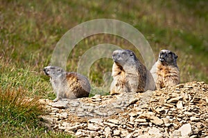 Family alpine marmot looking in mountains in summer