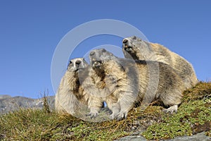 Family of Alpine marmots
