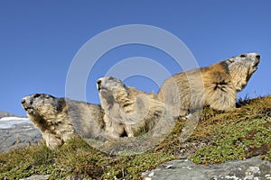 Family of Alpine marmots