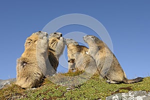 Family of Alpine marmots