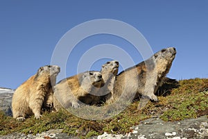 Family of Alpine marmots