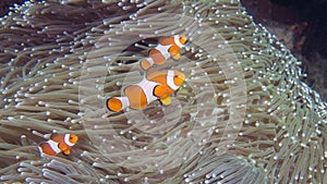 A family of Amphiprion ocellaris or Common Clownfish on a heteractis magnifica photo