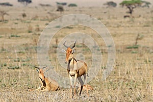 Family of antelopes kongoni