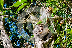 Family of apes sitting on the tree