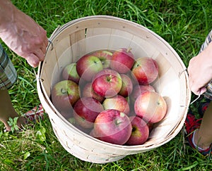 Family Apple Picking photo