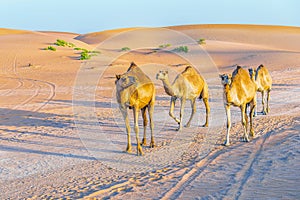 The family of arabian camels dromedary near Abu Dhabi.UAE