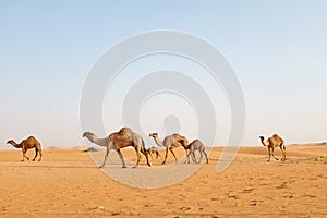 A family of Arabian camels walking across the hot desert of Riyadh, Saudi Arabia to graze