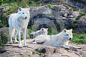 Family of Arctic Wolves