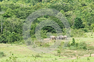 Family of Asian Elephant walking and looking grass for food in forest. Kui Buri National Park. Thailand