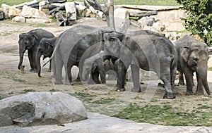 Family of Asian elephants Elephas maximus