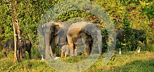 Family of Asian Elephants of Kui Buri national park, Thailand
