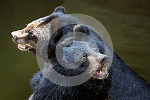 Family Asiatic Black Bear (Ursus thibetanus).