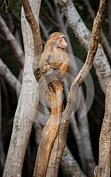 Family of baboon monkeys playing in group