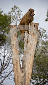 Family of baboon monkeys playing in group