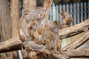 Family of baboon monkeys playing in group