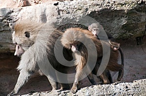 Family of Baboons