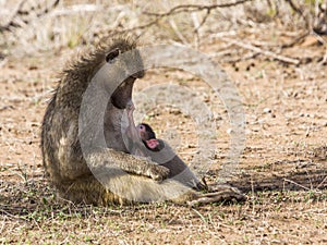 Family of baboons in the bush, in Kruger park