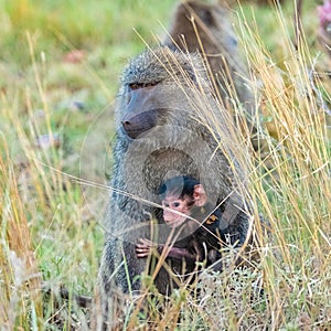Family of baboons in the forest