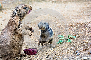 Family with baby of black-tailed prairie dog - Cynomys ludovicianus