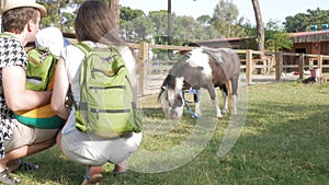 A family with a baby examines a pony near an enclosure. A little horse is very pleased with a little boy