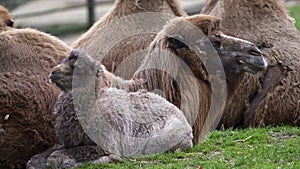 Family of Bactrian camel with cub, Camelus bactrianus. Also known as the Mongolian camel