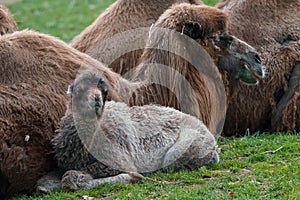 Family of Bactrian camel with cub, Camelus bactrianus. Also known as the Mongolian camel