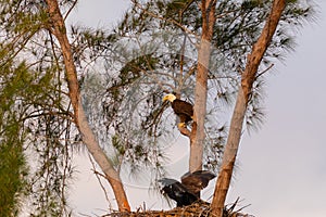 Family of  bald eagle Haliaeetus leucocephalus