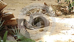 Family of Banded mongoose