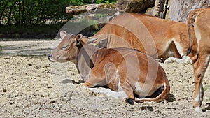 Family of Banteng, Bos javanicus or Red Bull is a type of wild cattle.