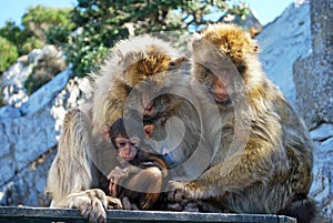 Family of Barbary Apes, Gibraltar.