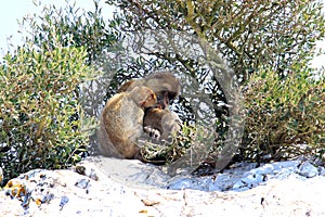 Family Barbary Macaques at the Rock of Gibraltar