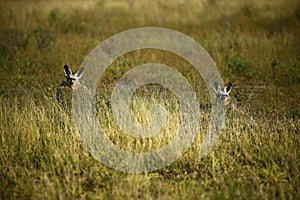 Family of Bat-eared Foxes