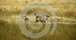 Family of Bat-eared Foxes