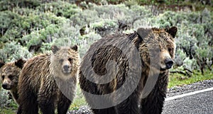 Family of Bears Crossing the Road