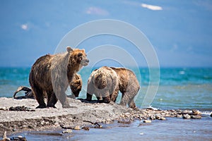 The family of bears, mother caught a fish