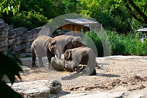 Family of beautiful elephants relaxing at the zoo on a sunny day