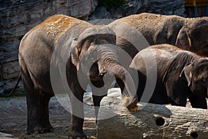 Family of beautiful elephants relaxing at the zoo on a sunny day