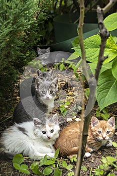 Family of beautiful multicolored cats outdoor. Cat with lovely baby kittens sitting on wild nature in the garden behind the leaves