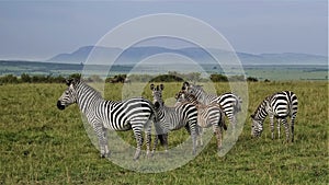 A family of beautiful striped zebras stands on the green grass of the savannah.