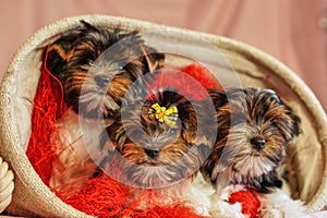 Family of biewer terrier puppies sit together. Healthy and cheerful dog children