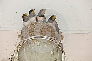 A family of birds swallows sit together in a nest,